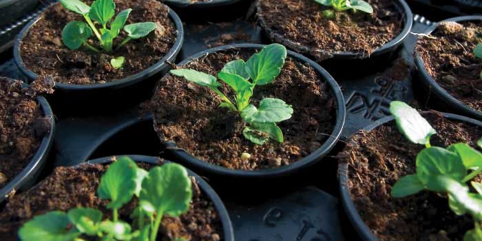 home-commercial-growing-thumb-700×350 Fertilizers for Commercial growing