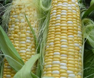 Gorman-corn-Masterblend Masterblend slow-release nitrogen formula for corn production