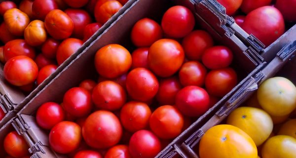 Gardeners Orchard tomatoes