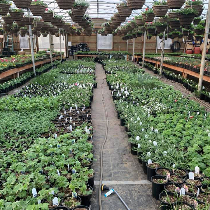 greenhouse-inside