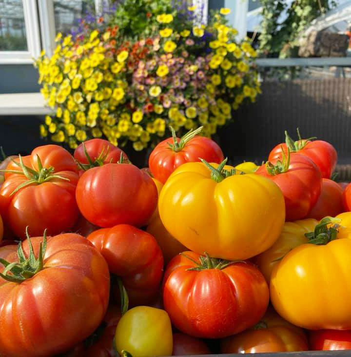 tomatoesandflowers