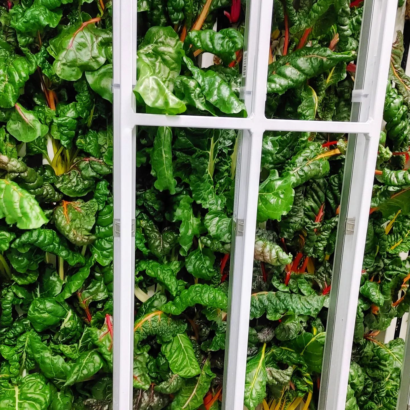 chard