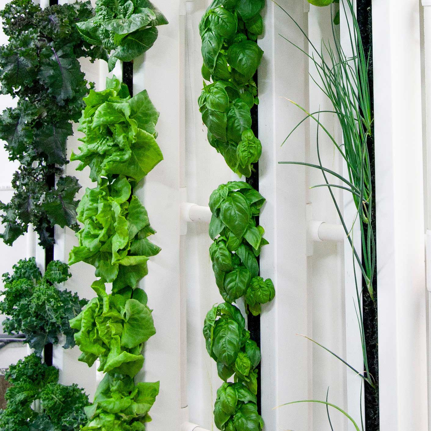 lettucesq