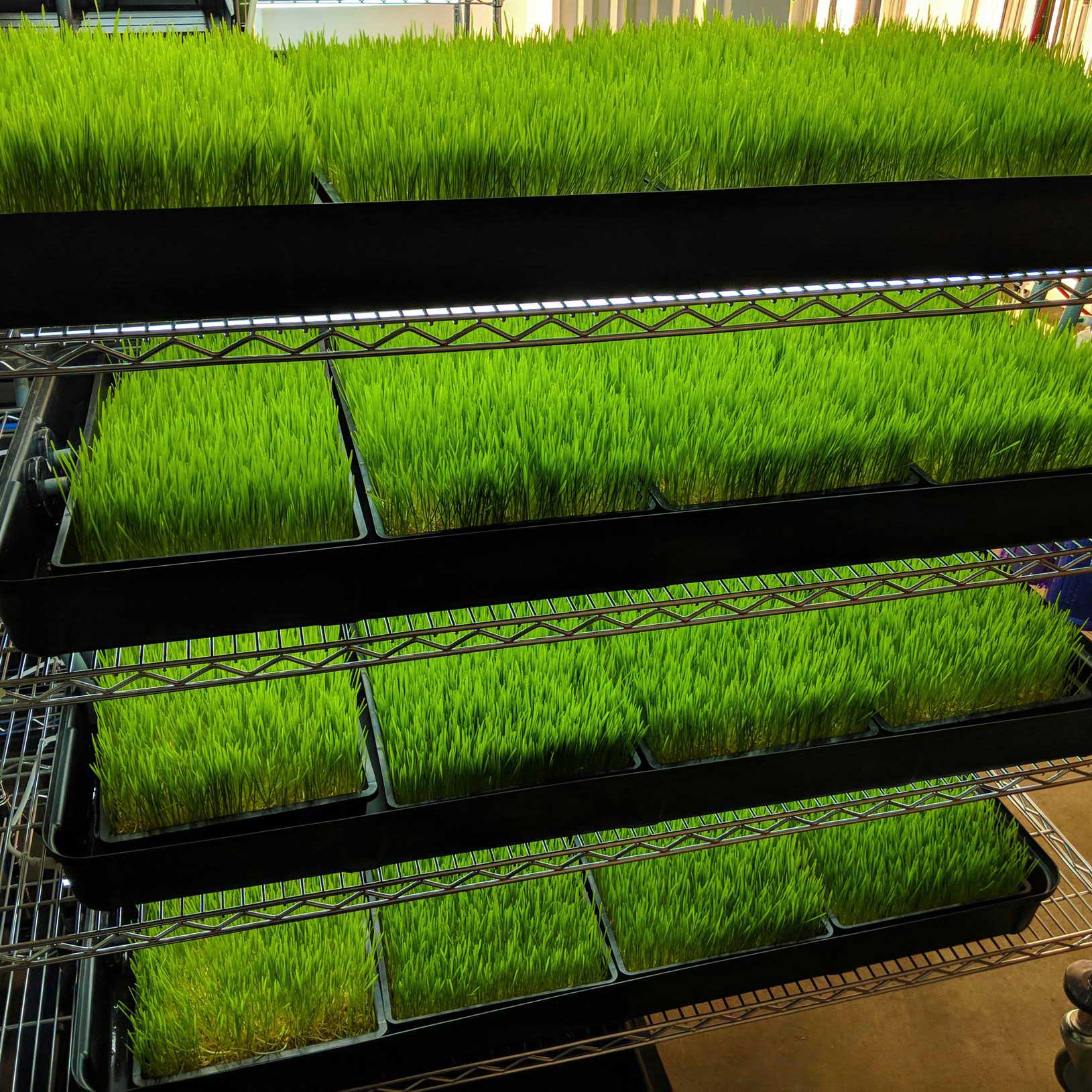 wheatgrasssq